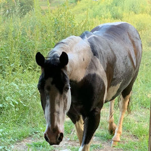 Meet your Posher, Cara